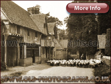 Chiddingstone : Sheep being driven along Main Street with the Post-Office and Castle Inn [c.1920]